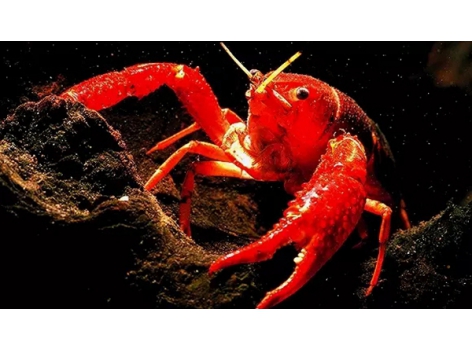 小龍蝦pk火鍋，誰才是餐飲界的扛把子？